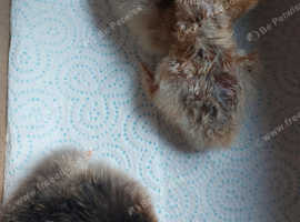 Pekin bantam chicks