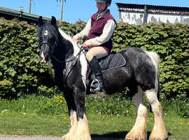 14hh Cob gelding