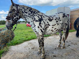 Appaloosa spotted horse gelding 4yrs