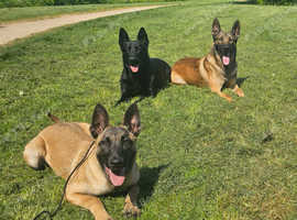 6 month old Belgian Malinois Puppy