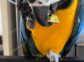 Fully tame macaw for sale