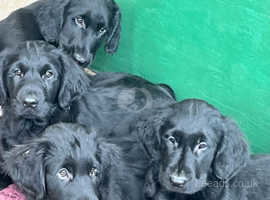 Flatcoated retriever puppies - now ready to leave us