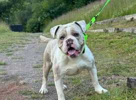Olde English bulldog