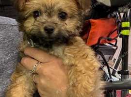 Beautiful boy long haired Chorkie