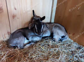 Pedigree English Goats for sale