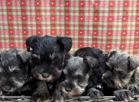 Miniature schnauzer puppies health tested parents