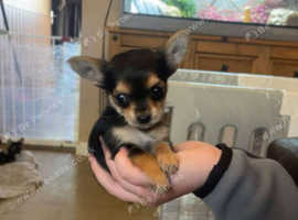 Miniature/micro chockie puppies