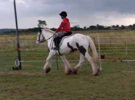 14.3h weight carrying 9yr old ride and drive mare