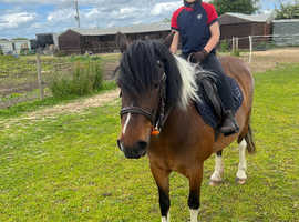 12.3hh 10 year old