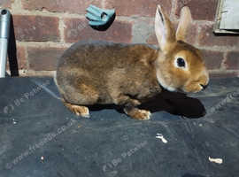 Mini rex babys