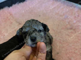 F1b Yorkiepoo puppies