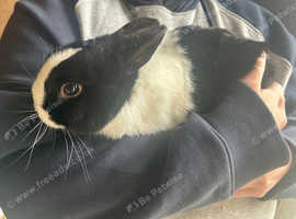 Netherlands dwarf rabbits
