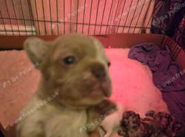 One beautiful split faced little girl for sale