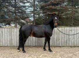 7yr old Connemara pony for sale