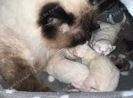 Ragdoll kittens
