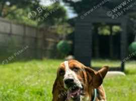 Male 2 yr old basset hound