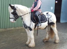 13hh 5yo cob mare