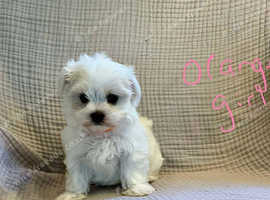 Maltese Purebred Puppies for sale