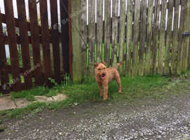 Lakeland terrier dog pup