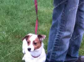 Jack Russell Bitch in Doncaster DN7 on Freeads Classifieds - Jack ...