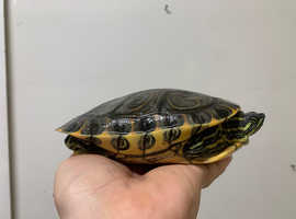 Adult Map + Cooter turtles available