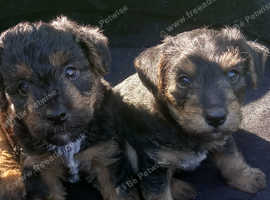 Lakeland terriers