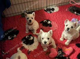 KC Exceptional Westie Puppies - Raised with Love