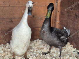Beautiful duck and drake pair looking for a new home
