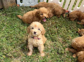 Stunning cavapoo's mixed colours in which are beautiful gold and cream roan light gold and darker gold looking for there forever homes