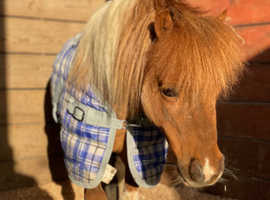 BMHS Stallion
