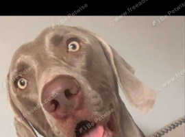 KC reg Weimaraner