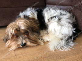 SOLD Biewer yorkshire terrier boy 11 months old