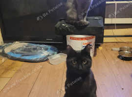 2 beautiful black kittens