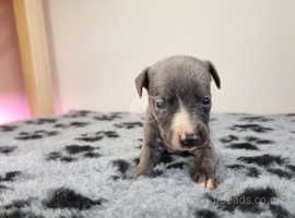 One kc registered blue boy available