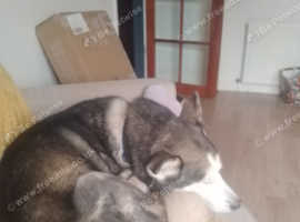 5 year old black Husky