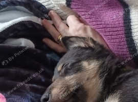 Forever home for my Australian kelpie cross