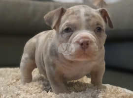 American bully pocket for sale clearance near me