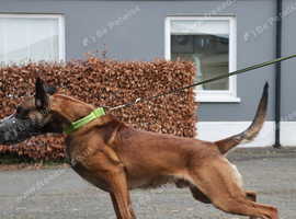 KC registered Belgian Malinois