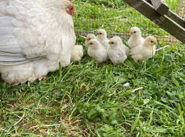 Lavender bantams