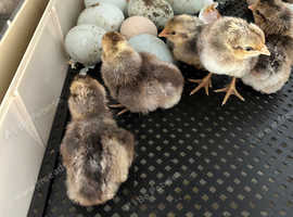 Cream Legbar boy chicks