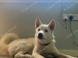 Female American Akita (White)