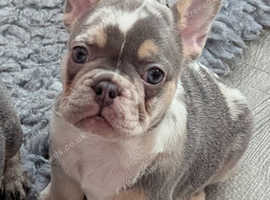 Gorgeous litter of 5 French Bulldog Puppies