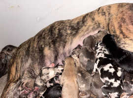 Saluki bull greyhound x collie bull greyhound