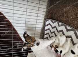 Jack russell puppies for sale