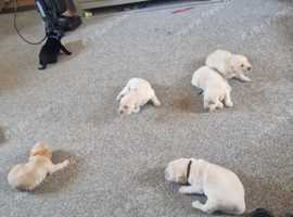 Lovely Labrador Retriever puppies