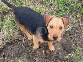 Lakeland terrier wanted for stud