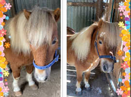 Absolutely Gorgeous Pair Of Shetland Ponies