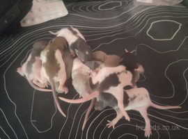 Baby Dumbo Rats Available for Reservation, Handled Daily.