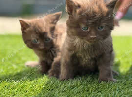 *RARE* brown kittens for sale