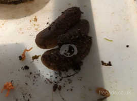 African Velvet Slugs Sub Adults